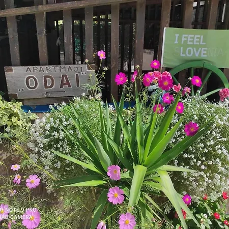 Odai Bovec